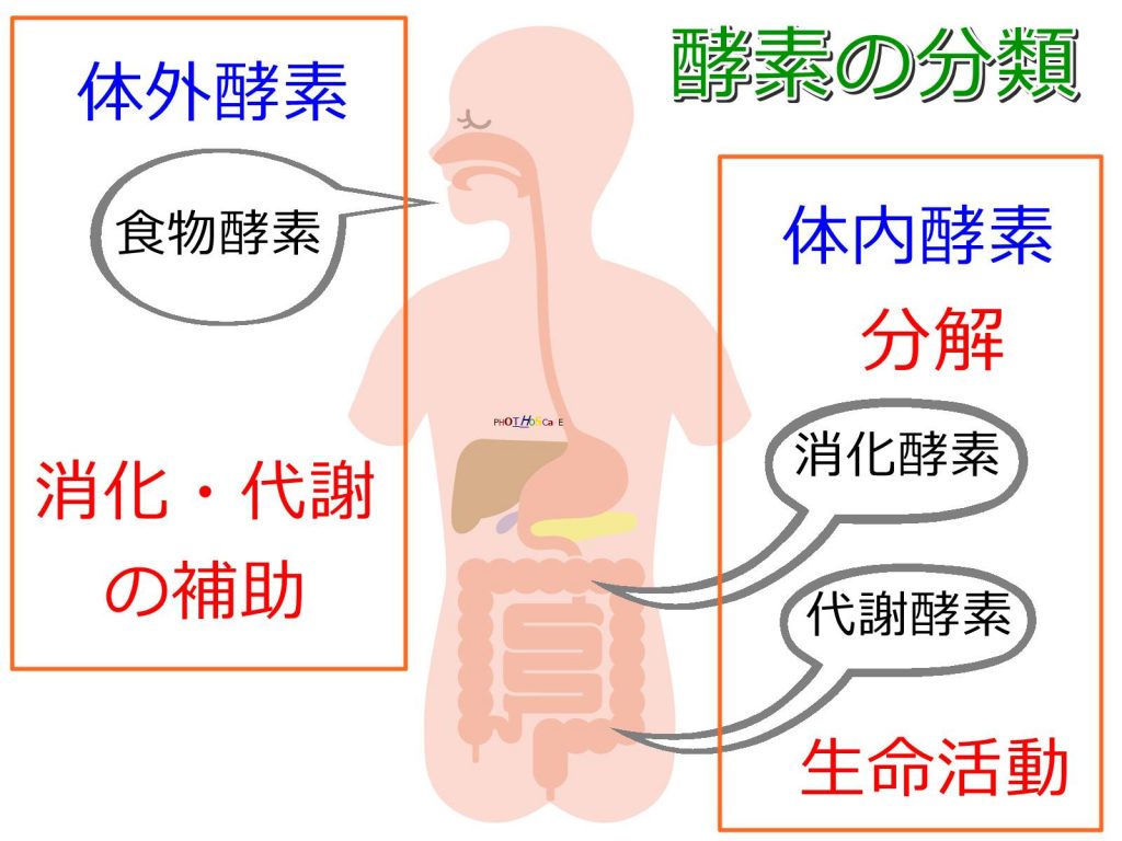 酵素の分類