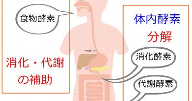 酵素の分類