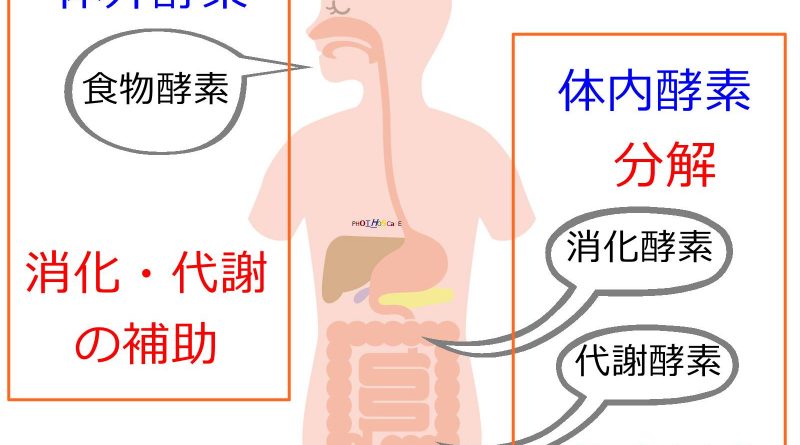 酵素の分類